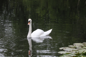 Dorchester Lake - Swan